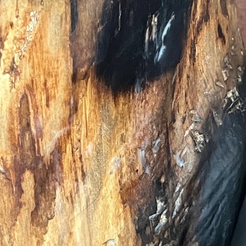 Unique Bear Face From Reclaimed Wooden Log Shelf Sitter Decor Free Standing - Picture 3 of 9